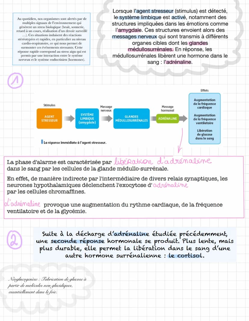 reaction
normal do
l'organisme
En biologie, << stress >> décrit une
situation contraignante pour un
individu (agissant alors comme un
stimul