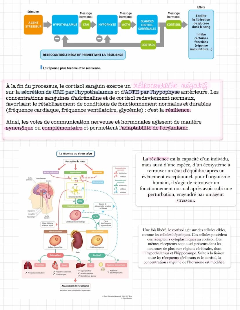 reaction
normal do
l'organisme
En biologie, << stress >> décrit une
situation contraignante pour un
individu (agissant alors comme un
stimul