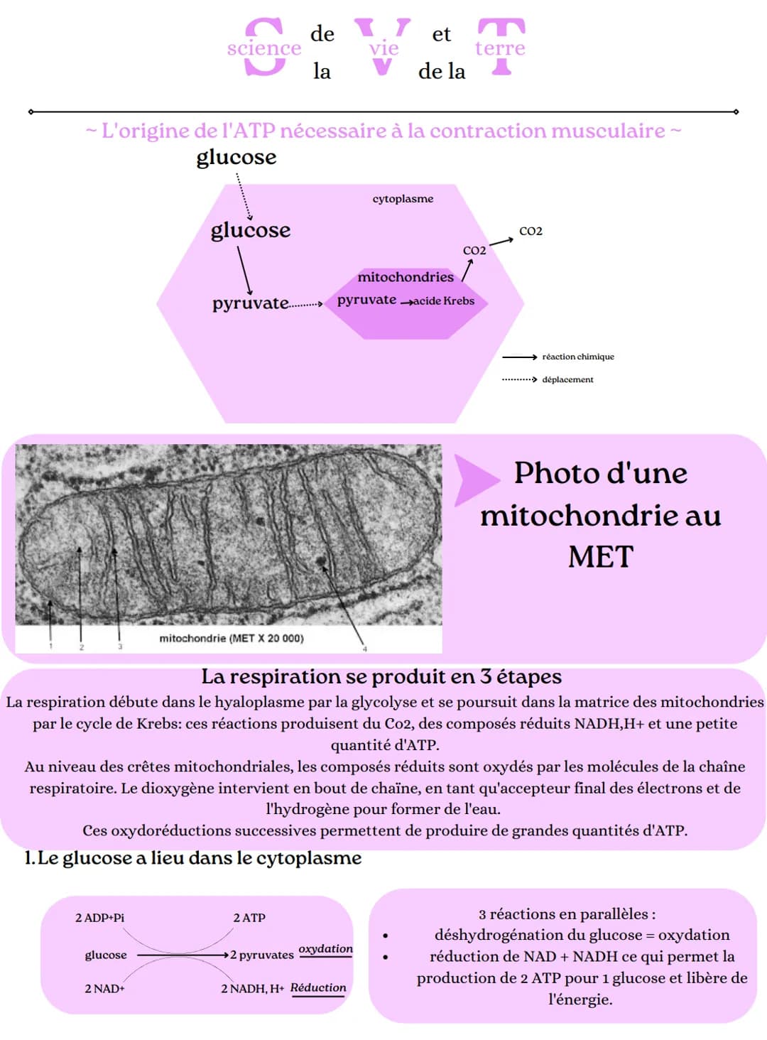 2 ADP+Pi
science
glucose
- L'origine de l'ATP nécessaire à la contraction musculaire ~
glucose
2 NAD+
glucose
de 17 et
vie
la
mitochondrie (