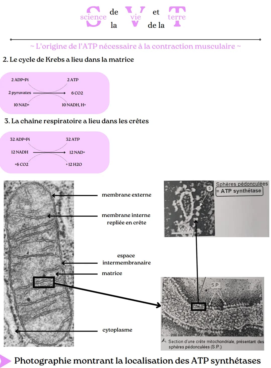 2 ADP+Pi
science
glucose
- L'origine de l'ATP nécessaire à la contraction musculaire ~
glucose
2 NAD+
glucose
de 17 et
vie
la
mitochondrie (