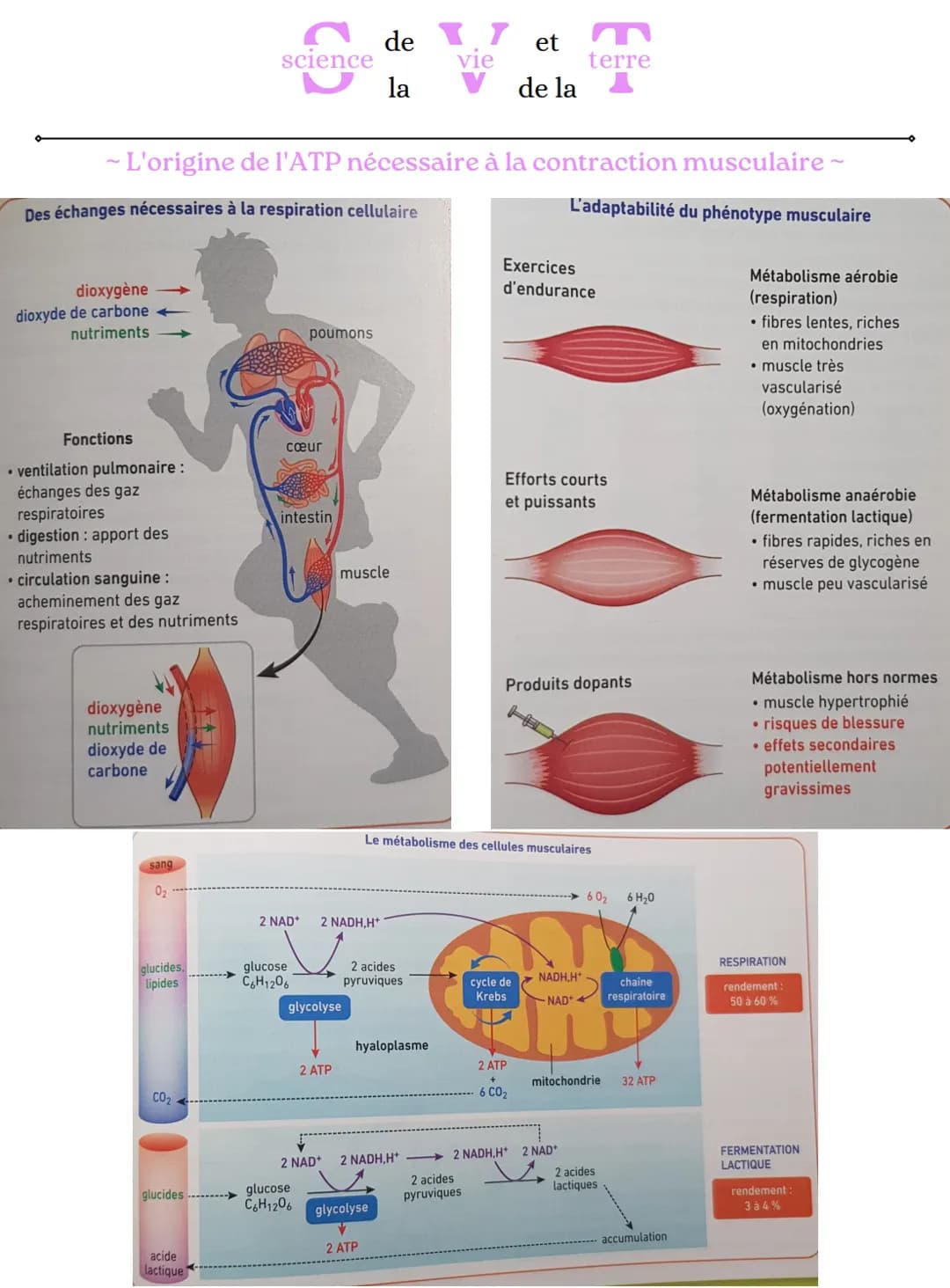 2 ADP+Pi
science
glucose
- L'origine de l'ATP nécessaire à la contraction musculaire ~
glucose
2 NAD+
glucose
de 17 et
vie
la
mitochondrie (