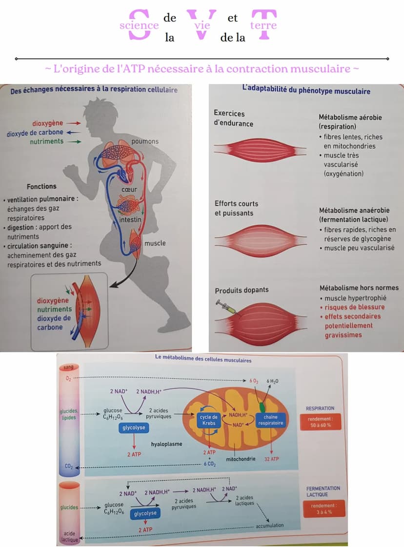 2 ADP+Pi
science
glucose
- L'origine de l'ATP nécessaire à la contraction musculaire ~
glucose
2 NAD+
glucose
de 17 et
vie
la
mitochondrie (