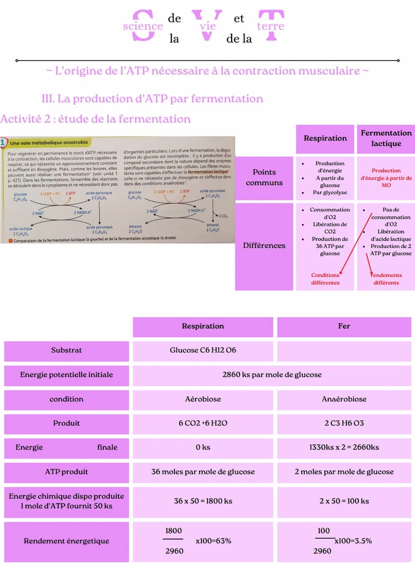 2 ADP+Pi
science
glucose
- L'origine de l'ATP nécessaire à la contraction musculaire ~
glucose
2 NAD+
glucose
de 17 et
vie
la
mitochondrie (