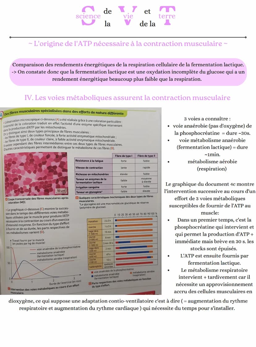 2 ADP+Pi
science
glucose
- L'origine de l'ATP nécessaire à la contraction musculaire ~
glucose
2 NAD+
glucose
de 17 et
vie
la
mitochondrie (