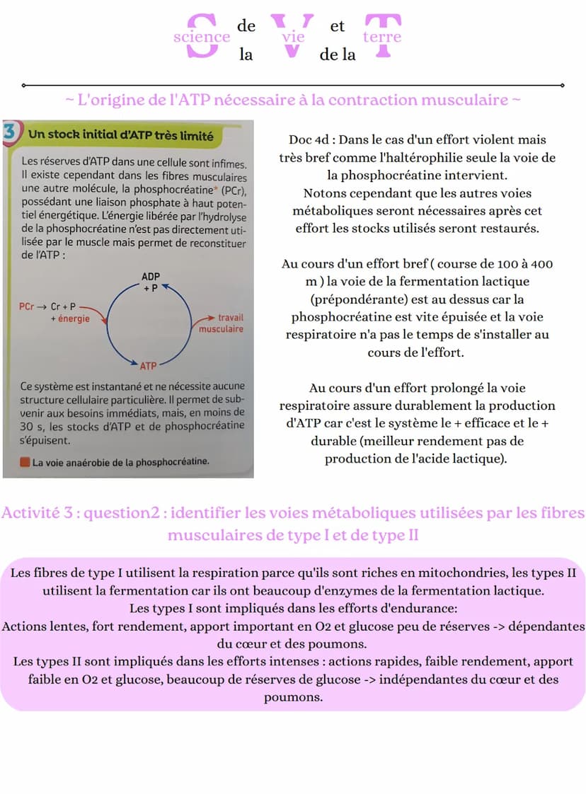 2 ADP+Pi
science
glucose
- L'origine de l'ATP nécessaire à la contraction musculaire ~
glucose
2 NAD+
glucose
de 17 et
vie
la
mitochondrie (