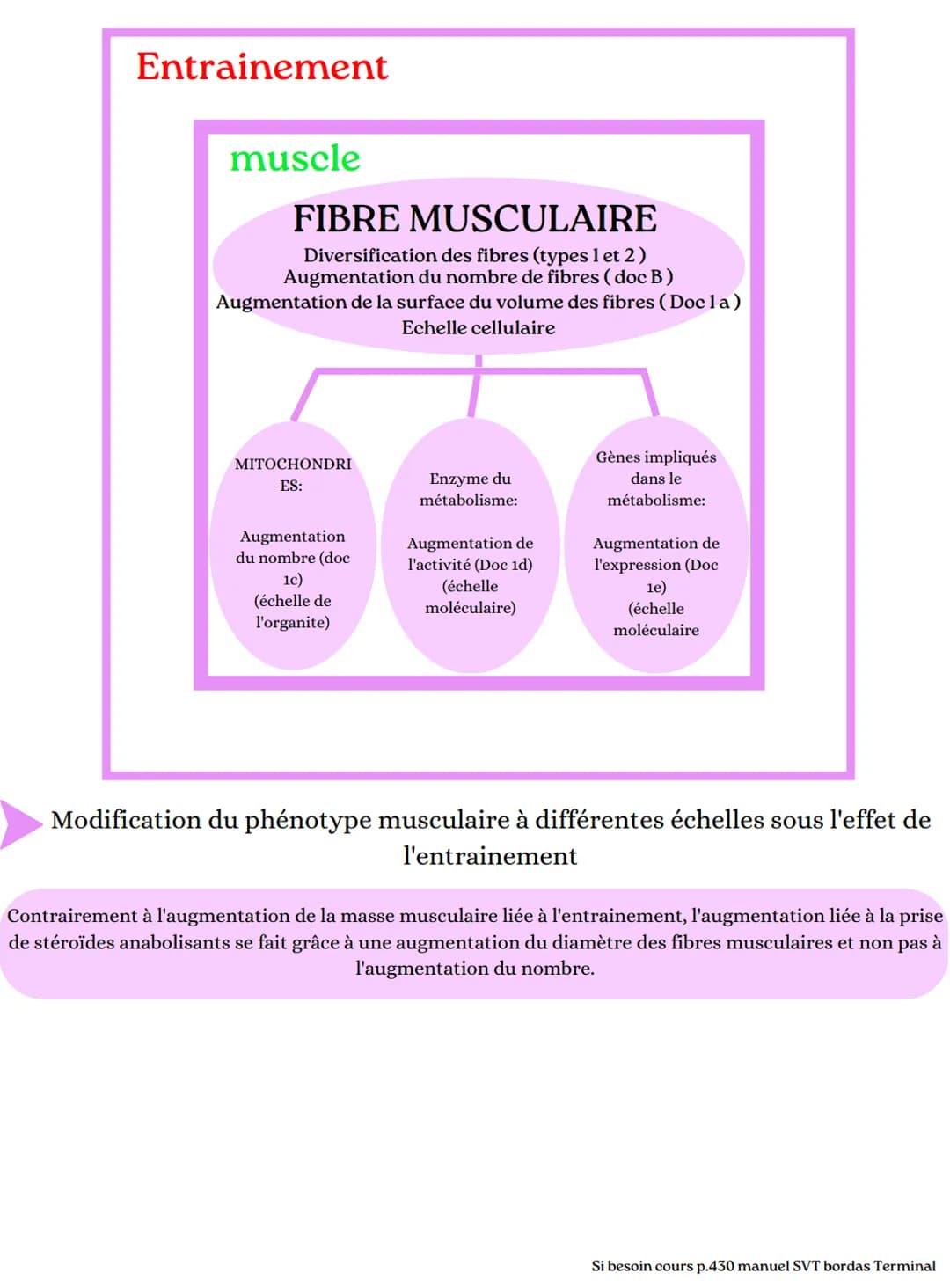 2 ADP+Pi
science
glucose
- L'origine de l'ATP nécessaire à la contraction musculaire ~
glucose
2 NAD+
glucose
de 17 et
vie
la
mitochondrie (