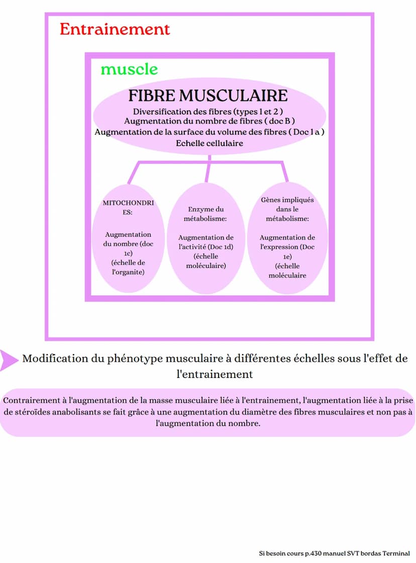 2 ADP+Pi
science
glucose
- L'origine de l'ATP nécessaire à la contraction musculaire ~
glucose
2 NAD+
glucose
de 17 et
vie
la
mitochondrie (