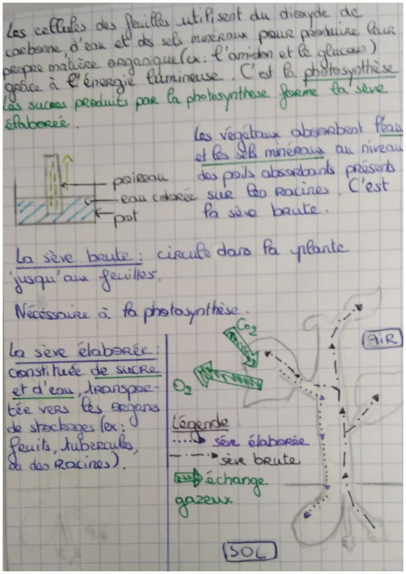 SVT
-Rea besturs outilifs de égétaux
POUR
minerale, two régétaux ant besoin de matière
minerale: dioxyde de Carbarne, eau, sels minéraux
et 