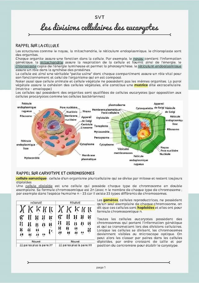 Know les divisions cellulaires des eucaryotes thumbnail