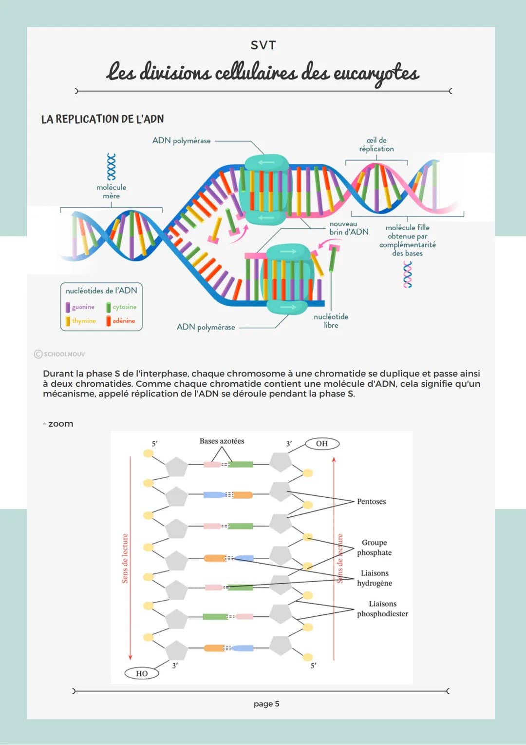 RAPPEL SUR LA CELLULE
Les structures comme le noyau, la mitochondrie, le réticulum endoplasmique, le chloroplaste sont
des organites.
Chaque