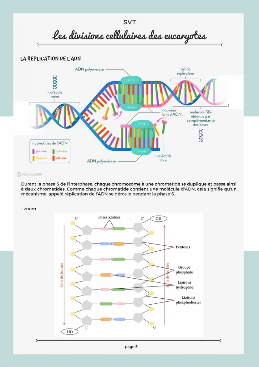 RAPPEL SUR LA CELLULE
Les structures comme le noyau, la mitochondrie, le réticulum endoplasmique, le chloroplaste sont
des organites.
Chaque
