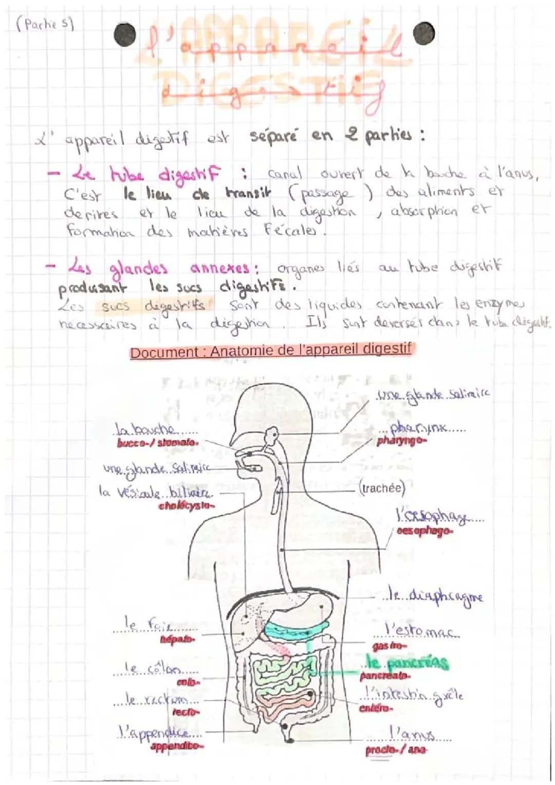 Découvre l'Appareil Digestif Humain
