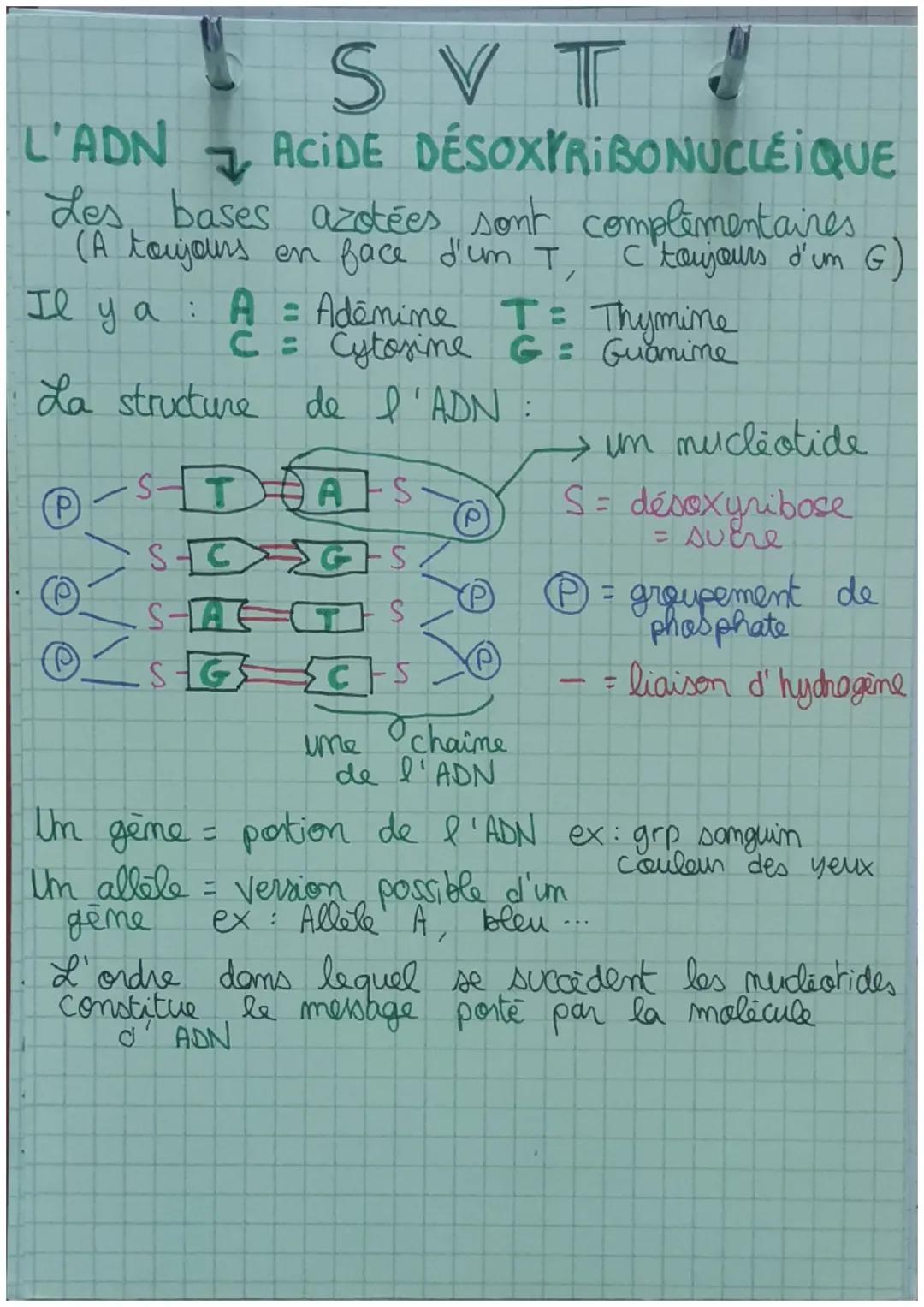 SVT
L'ADN 7 ACIDE DÉSOXYRIBONUCLEI QUE
Les bases azotées sont complémentaires
(A toujours en face d'un T
C 'toujours d'um G
Il y a: A = Adem