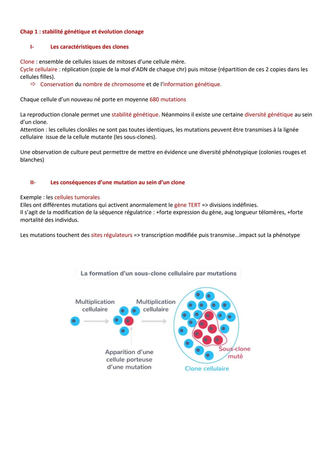 Chap 1: stabilité génétique et évolution clonage
Les caractéristiques des clones
Clone : ensemble de cellules issues de mitoses d'une cellul