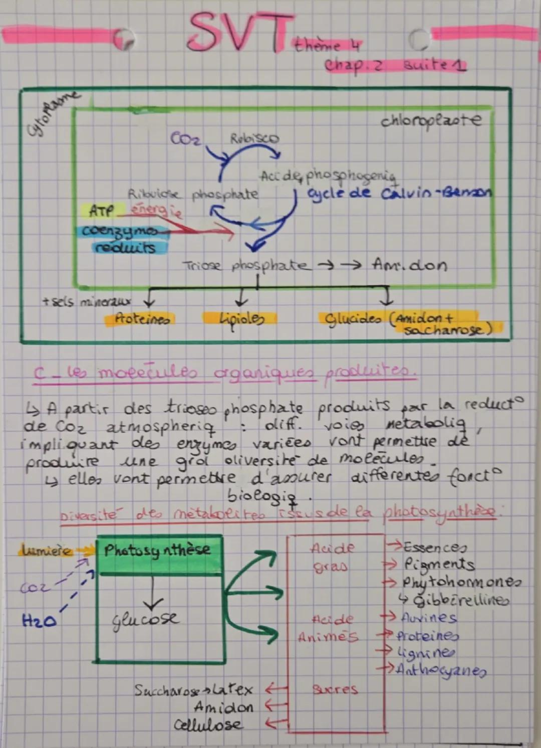 SVT thème 4
Chapitre 2 La plante, la production de matière
organique.
1- la production de matière organiq par
photosynthèse
↳ les parties aé