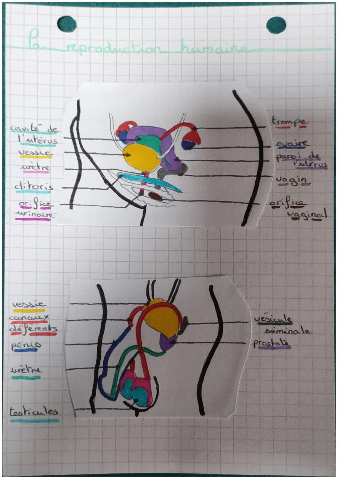 la
cavite de
l'uterus
vessie
uretre
ditoris
orifice
urinaire
vessie
canaux
deferents
pénis
uretre
testicules
reproduction humain
K
trompe
ov