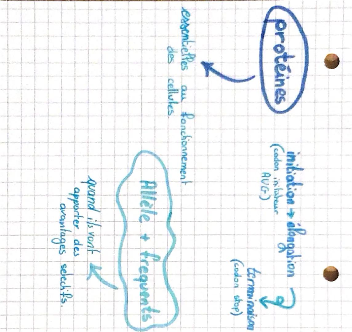 --- OCR Start ---
mutations
200 000 ans
en afrique
vont permettre de
l'origine
demontrer l'oc
migrations!
↓
-100 000 ans
génome humain
actue