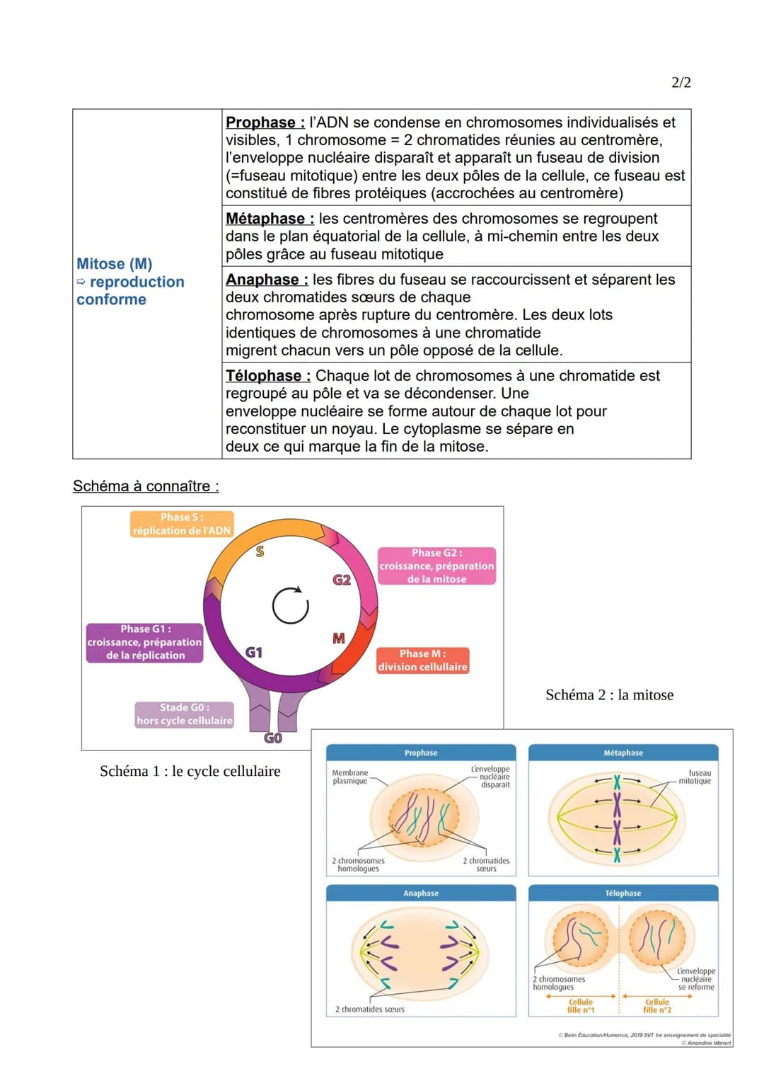 1/2
Fiche révisions: chapitre 1 – SVT 1ere spé
Les divisions cellulaires des cellules eucaryotes
Cellules eucaryotes: type de cellule qui po