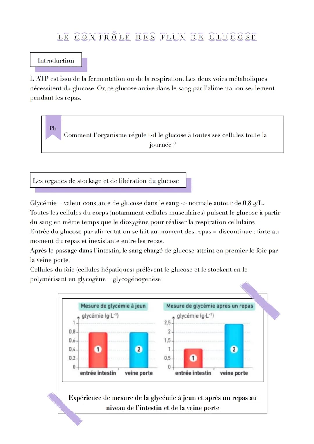 LE CONTRÔLE DES FLUX DE GLUCOSE
Introduction
L'ATP est issu de la fermentation ou de la respiration. Les deux voies métaboliques
nécessitent