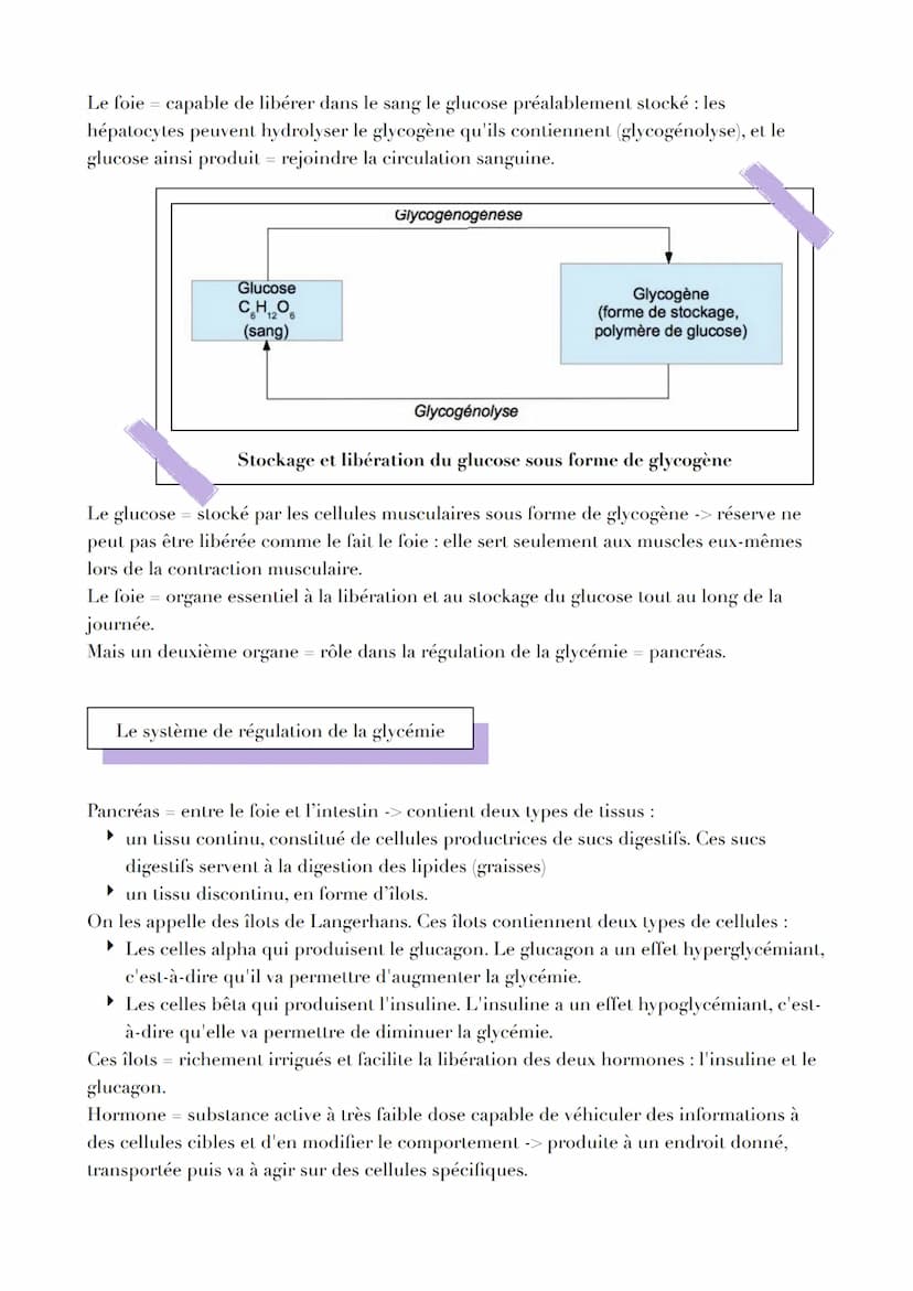 LE CONTRÔLE DES FLUX DE GLUCOSE
Introduction
L'ATP est issu de la fermentation ou de la respiration. Les deux voies métaboliques
nécessitent