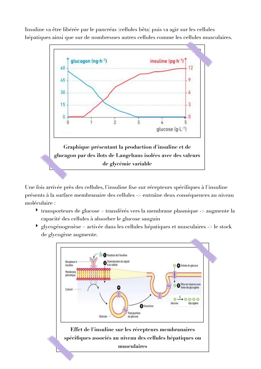 LE CONTRÔLE DES FLUX DE GLUCOSE
Introduction
L'ATP est issu de la fermentation ou de la respiration. Les deux voies métaboliques
nécessitent