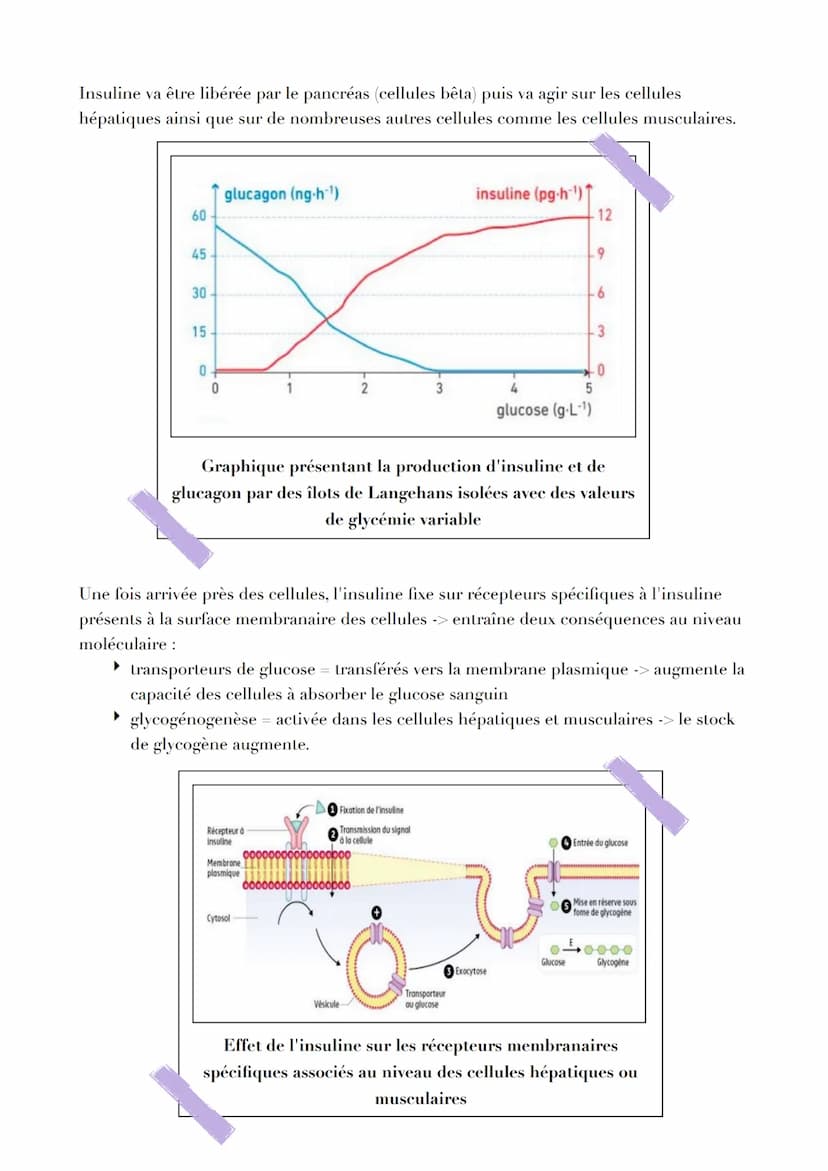 LE CONTRÔLE DES FLUX DE GLUCOSE
Introduction
L'ATP est issu de la fermentation ou de la respiration. Les deux voies métaboliques
nécessitent