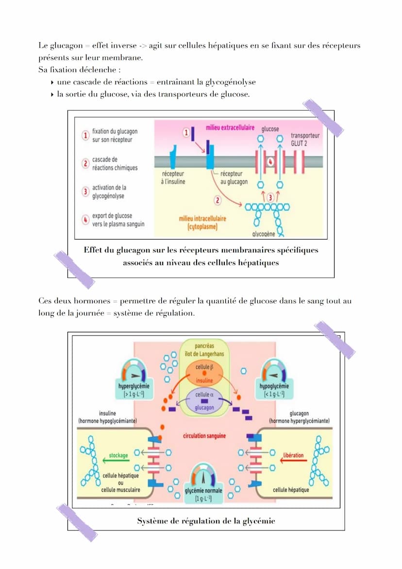 LE CONTRÔLE DES FLUX DE GLUCOSE
Introduction
L'ATP est issu de la fermentation ou de la respiration. Les deux voies métaboliques
nécessitent