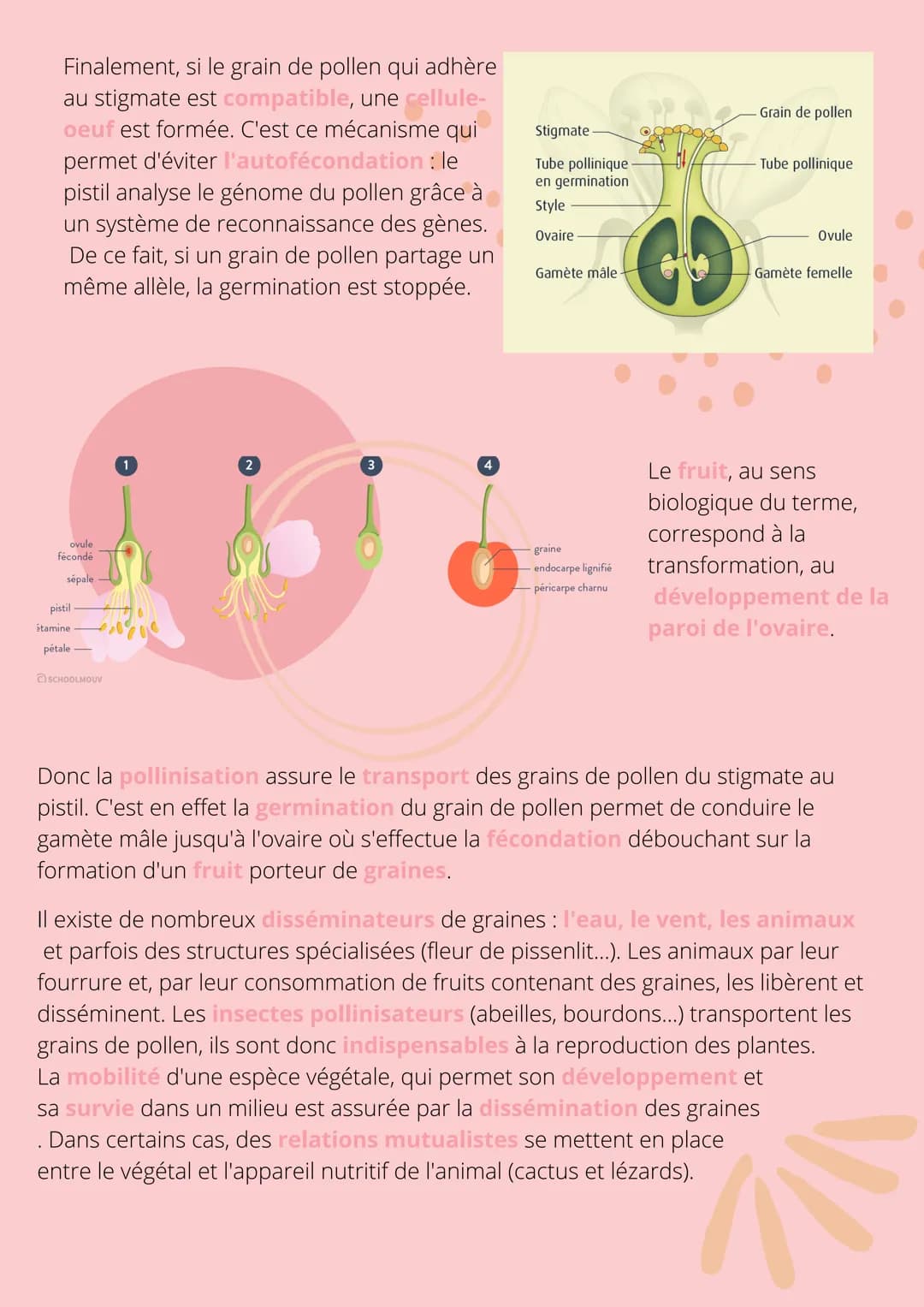 Thème!
De la plante
sauvage à la
plante
dommestiquée
Chapitre 1: L'organisation fonctionelle des
plantes à fleurs INTRODUCTION
L'appareil vé