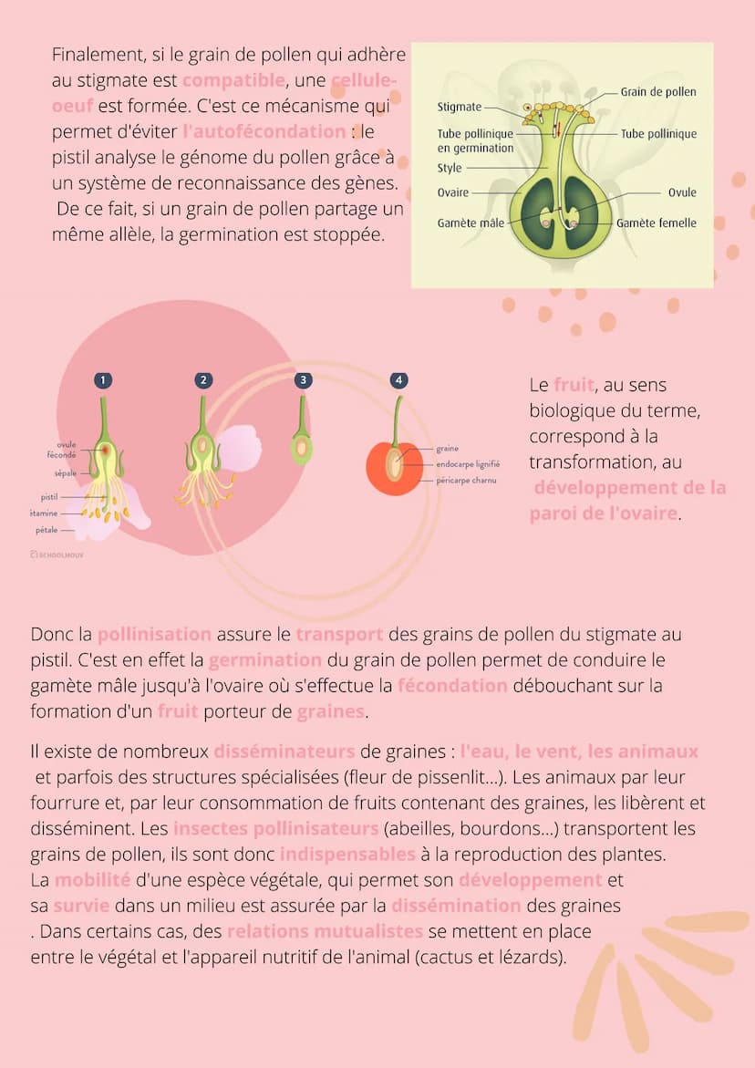 Thème!
De la plante
sauvage à la
plante
dommestiquée
Chapitre 1: L'organisation fonctionelle des
plantes à fleurs INTRODUCTION
L'appareil vé