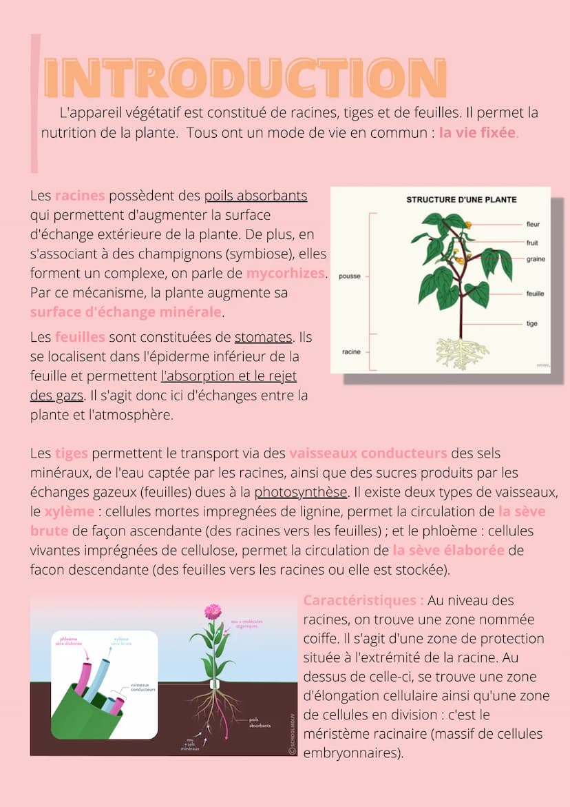Thème!
De la plante
sauvage à la
plante
dommestiquée
Chapitre 1: L'organisation fonctionelle des
plantes à fleurs INTRODUCTION
L'appareil vé