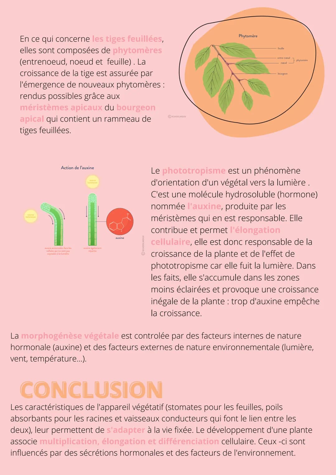 Thème!
De la plante
sauvage à la
plante
dommestiquée
Chapitre 1: L'organisation fonctionelle des
plantes à fleurs INTRODUCTION
L'appareil vé