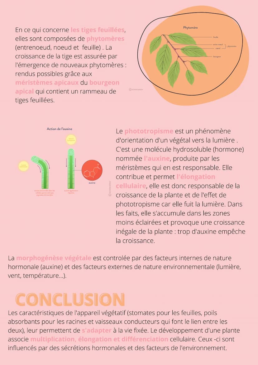 Thème!
De la plante
sauvage à la
plante
dommestiquée
Chapitre 1: L'organisation fonctionelle des
plantes à fleurs INTRODUCTION
L'appareil vé