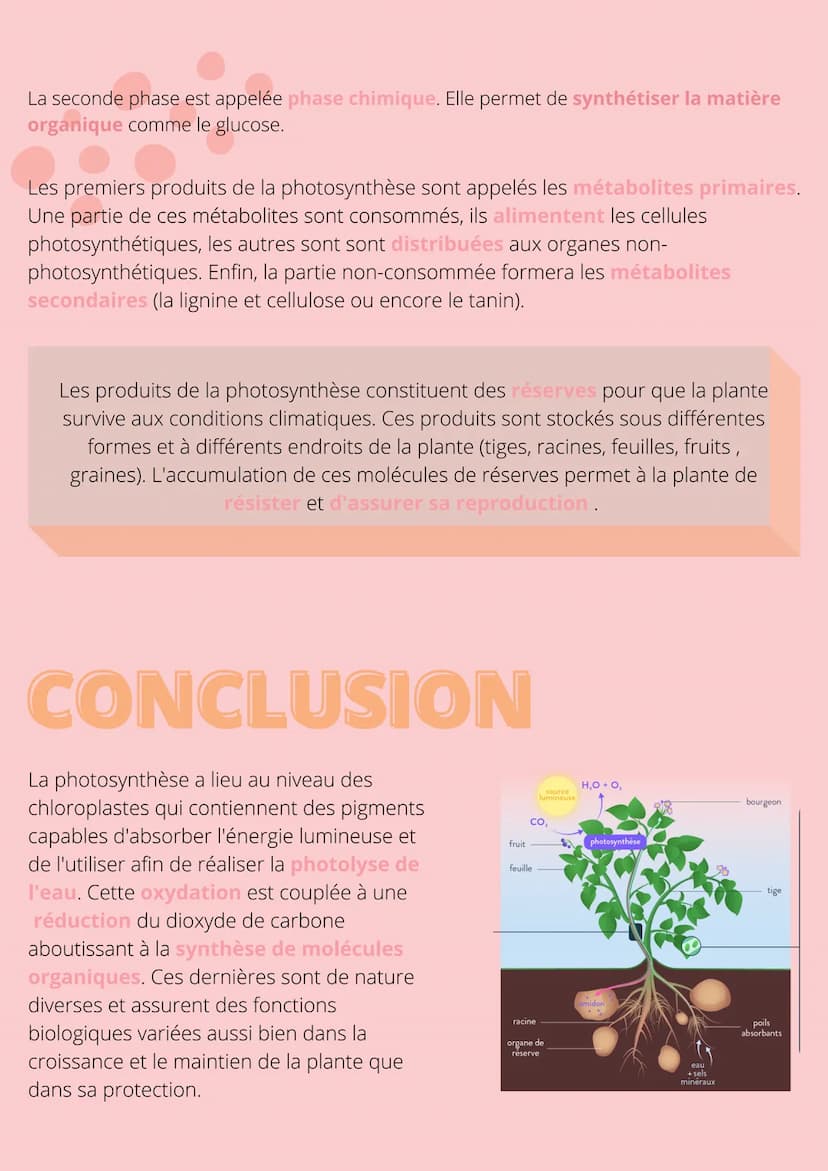 Thème!
De la plante
sauvage à la
plante
dommestiquée
Chapitre 1: L'organisation fonctionelle des
plantes à fleurs INTRODUCTION
L'appareil vé