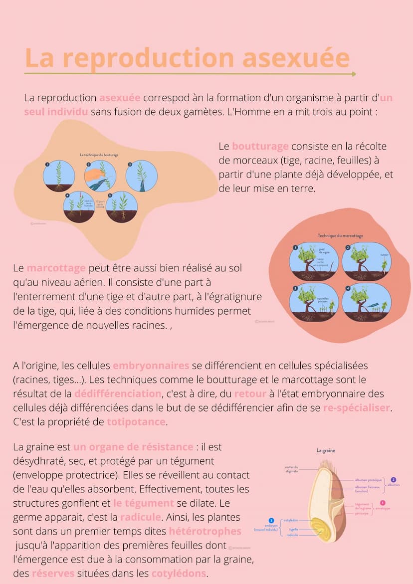 Thème!
De la plante
sauvage à la
plante
dommestiquée
Chapitre 1: L'organisation fonctionelle des
plantes à fleurs INTRODUCTION
L'appareil vé