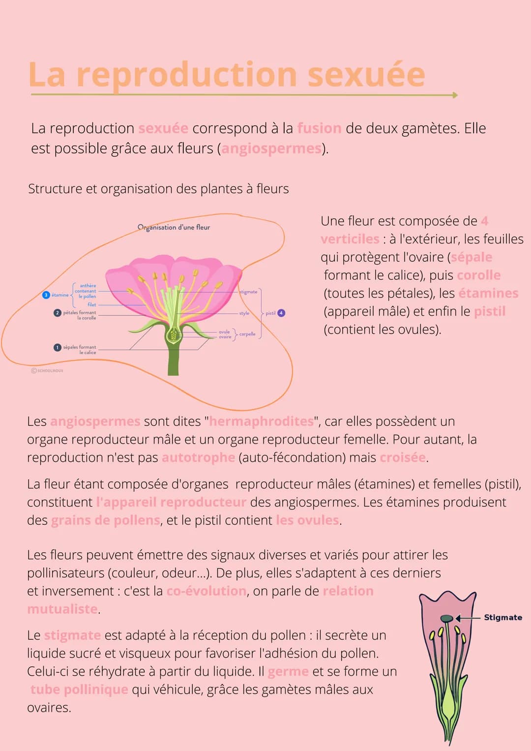Thème!
De la plante
sauvage à la
plante
dommestiquée
Chapitre 1: L'organisation fonctionelle des
plantes à fleurs INTRODUCTION
L'appareil vé