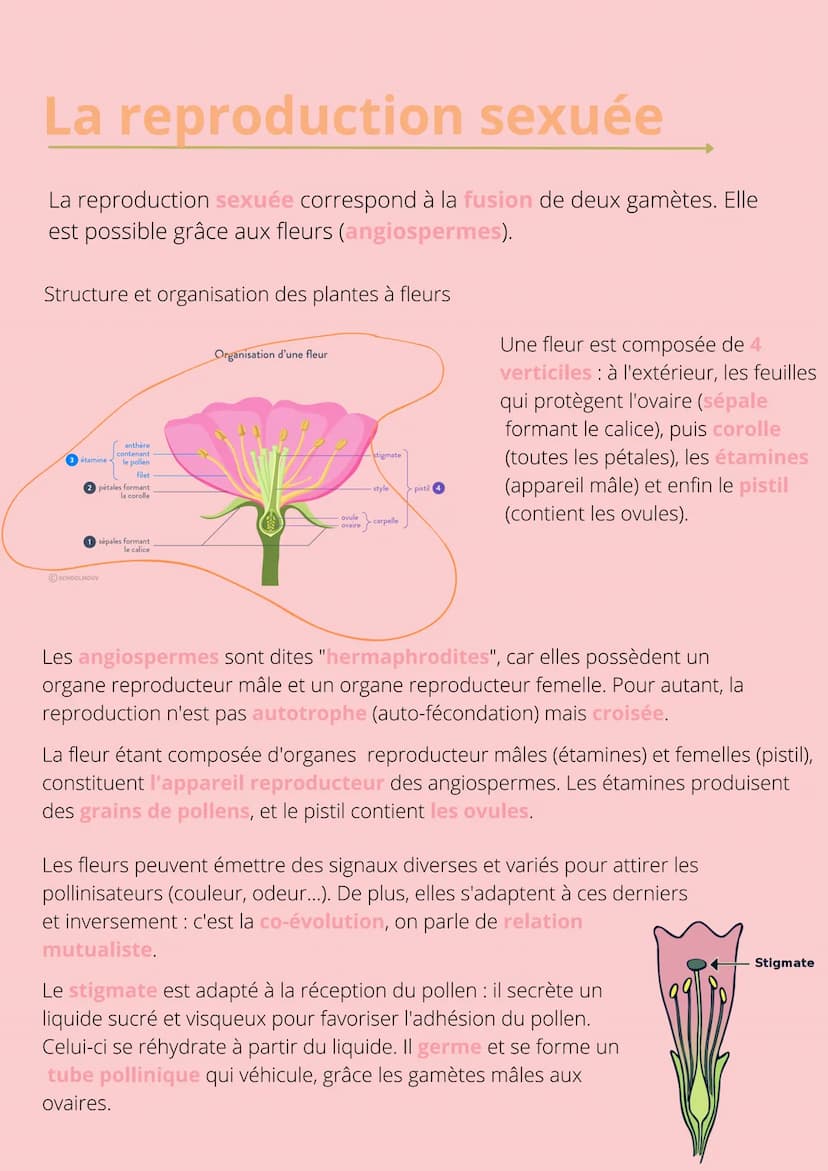 Thème!
De la plante
sauvage à la
plante
dommestiquée
Chapitre 1: L'organisation fonctionelle des
plantes à fleurs INTRODUCTION
L'appareil vé