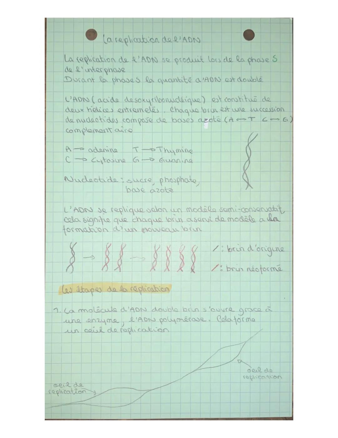 La réplication de l’ADN