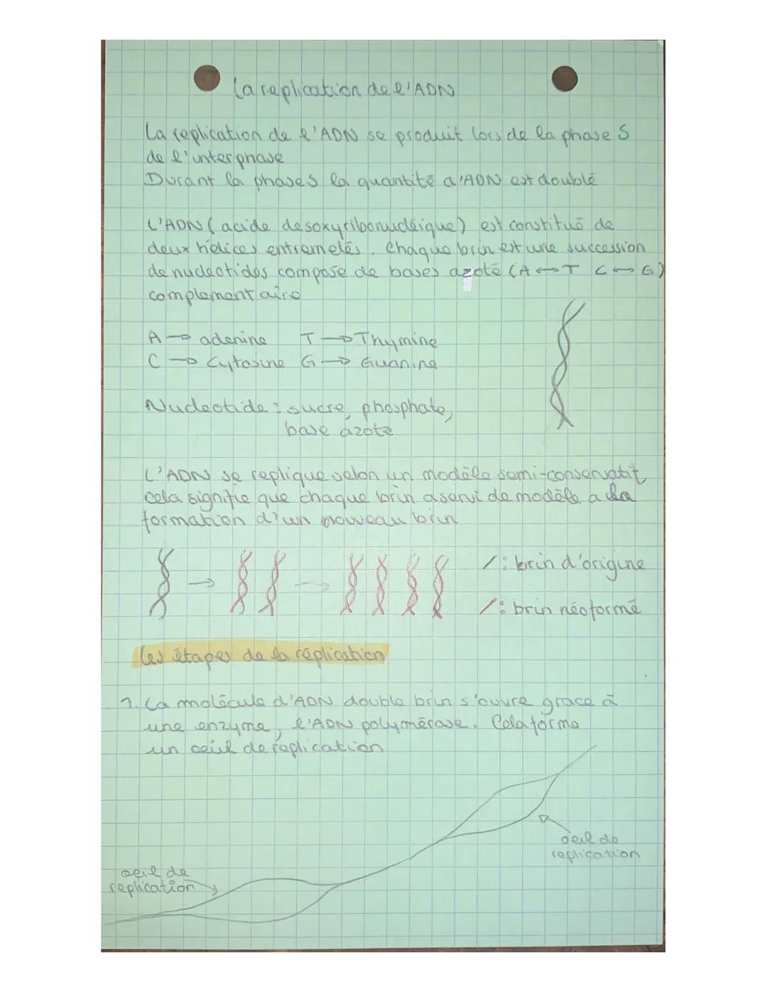 (a replication de l'ADN
La replication de l'ADN se produit lors de la phase 5.
de l'interphase
Durant la phowes la quantité a'ADN est double