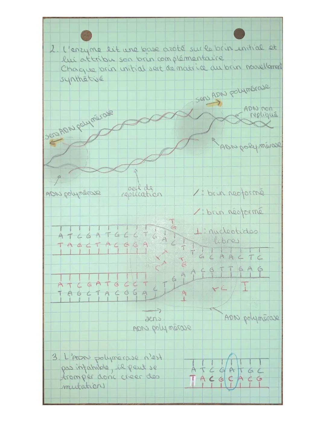 (a replication de l'ADN
La replication de l'ADN se produit lors de la phase 5.
de l'interphase
Durant la phowes la quantité a'ADN est double