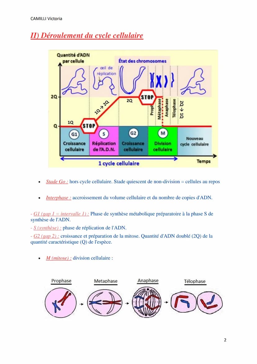 CAMILLI Victoria
LE CYCLE CELLULAIRE
I) Définitions
Toutes les cellules se divisent par mitose pour donner 2 cellules filles identiques entr