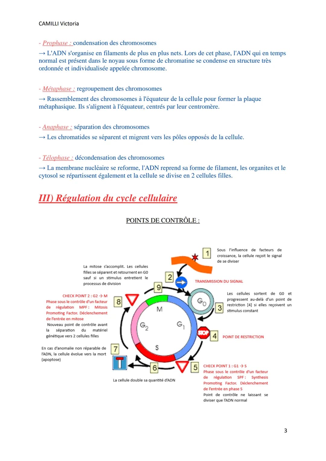 CAMILLI Victoria
LE CYCLE CELLULAIRE
I) Définitions
Toutes les cellules se divisent par mitose pour donner 2 cellules filles identiques entr