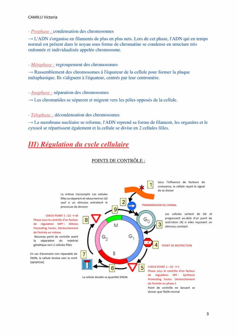 CAMILLI Victoria
LE CYCLE CELLULAIRE
I) Définitions
Toutes les cellules se divisent par mitose pour donner 2 cellules filles identiques entr