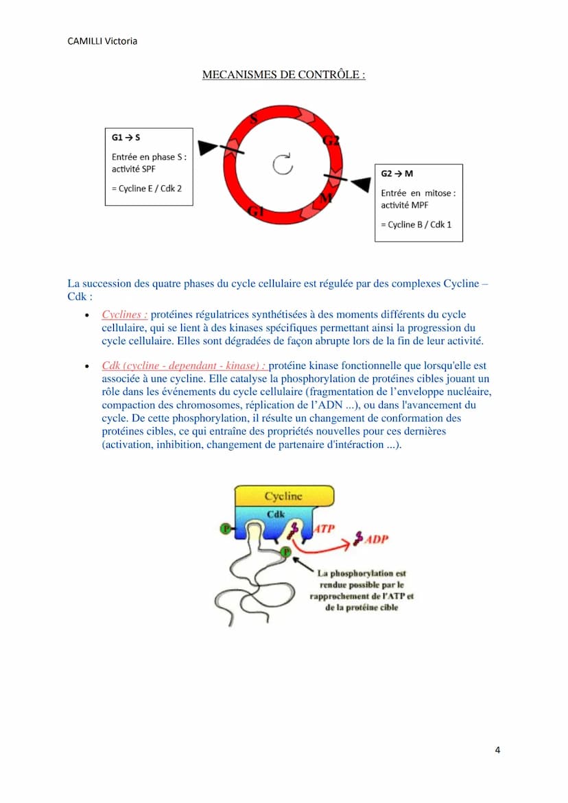 CAMILLI Victoria
LE CYCLE CELLULAIRE
I) Définitions
Toutes les cellules se divisent par mitose pour donner 2 cellules filles identiques entr