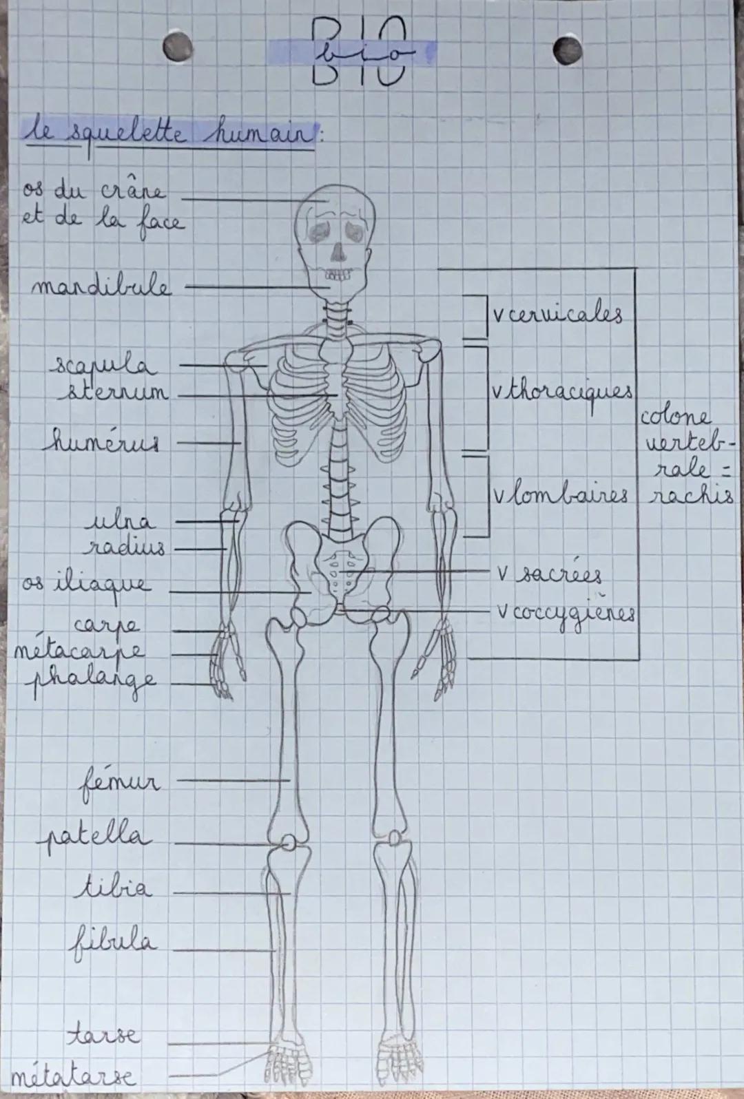 Découvre le Squelette Humain: Schémas et Anatomie Facile