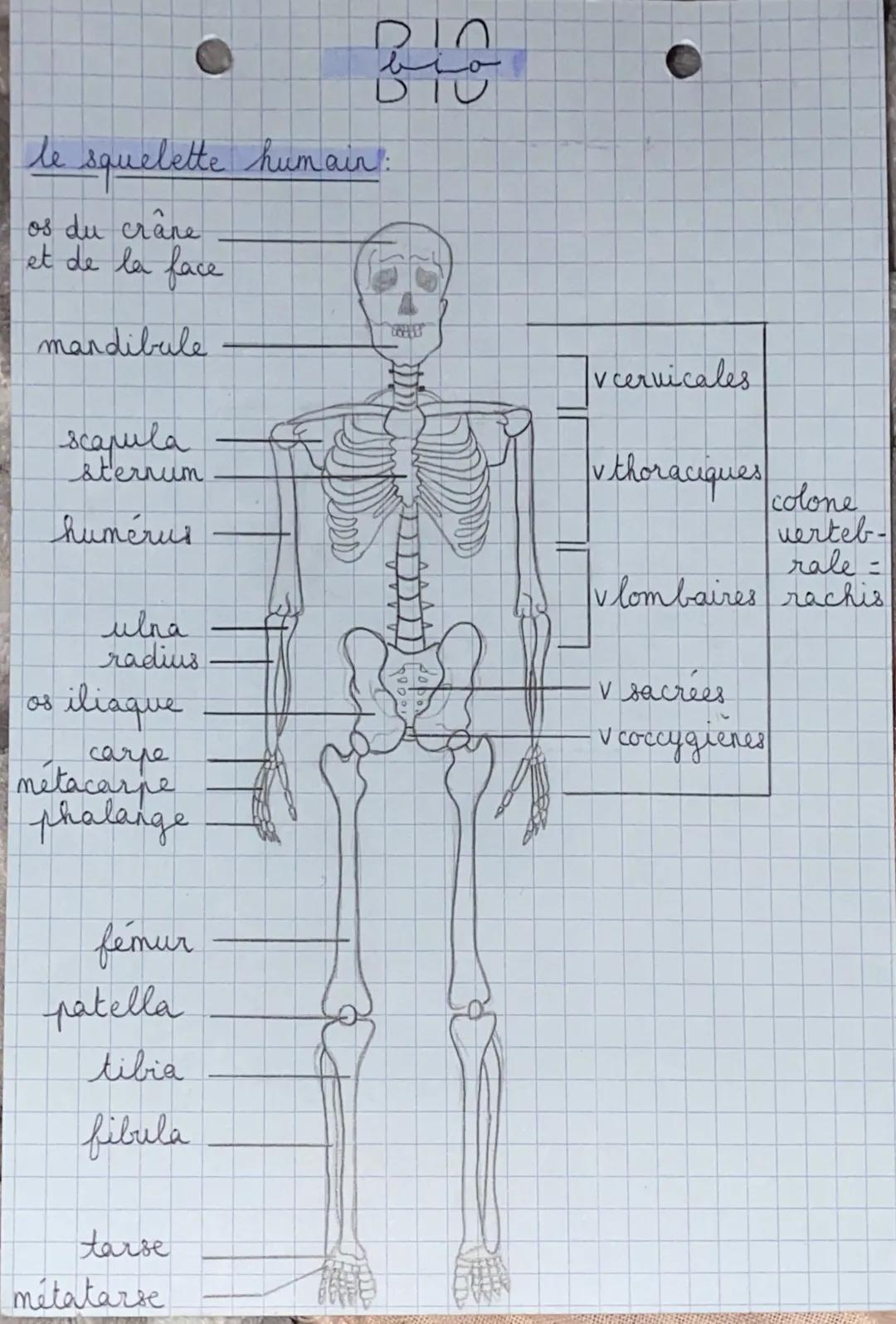 le squelette humain:
os du crâne
et de la face
mandibule
scapula
sternum
humerus
ulna
radius
iliaque
carpe
metacarpe
phalange
femur
patella
