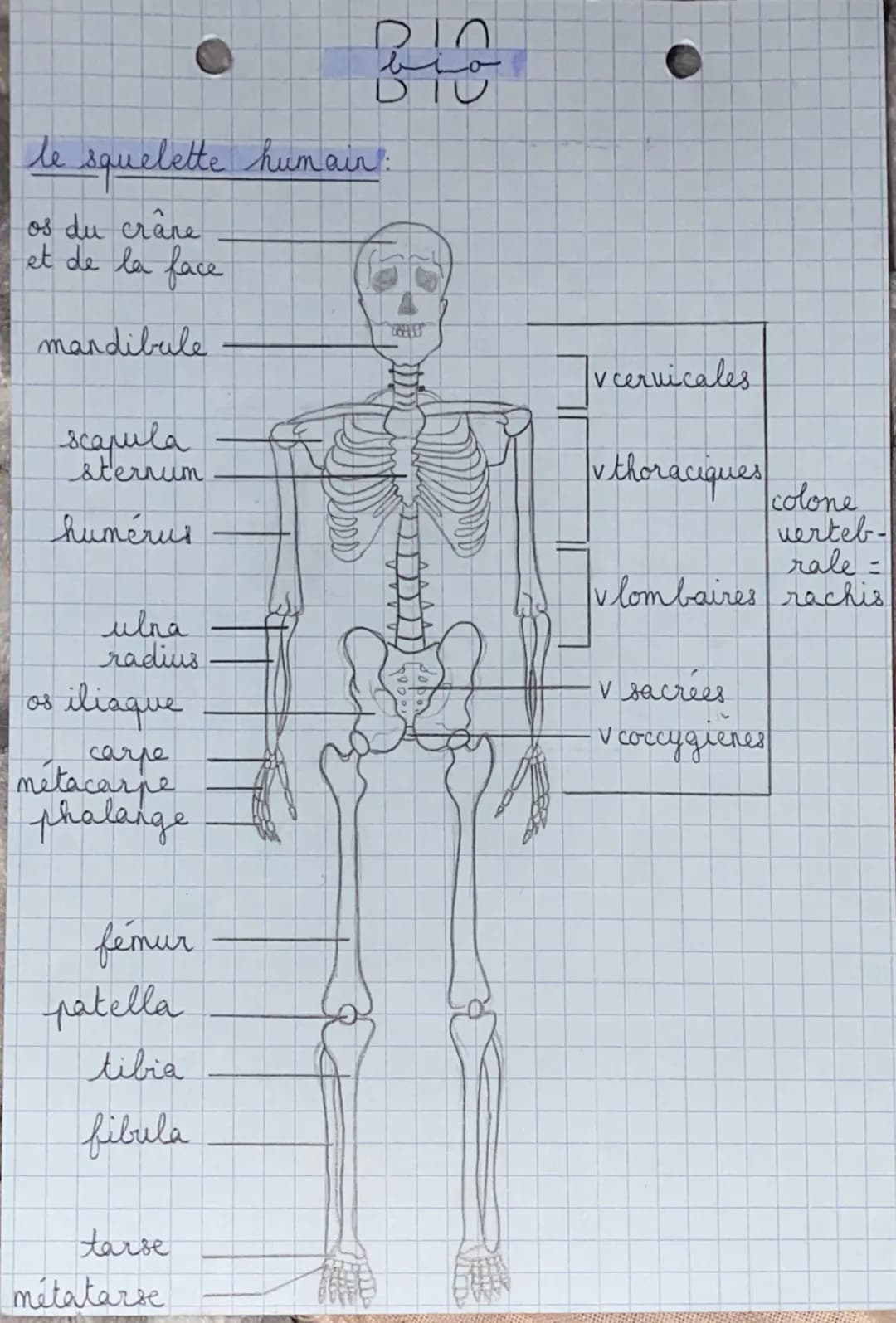 le squelette humain:
os du crâne
et de la face
mandibule
scapula
sternum
humerus
ulna
radius
iliaque
carpe
metacarpe
phalange
femur
patella
