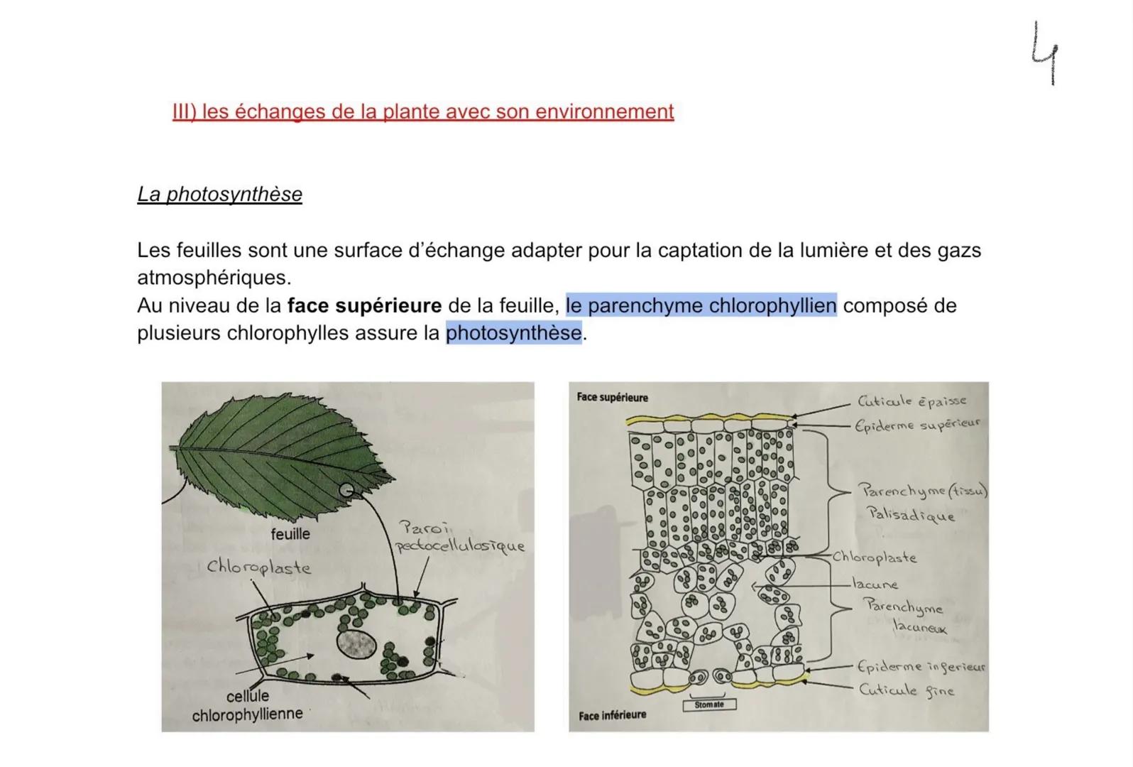 Développement
Les plantes ont une croissance orientée vers la lumière, comme les coléoptères des
céréales par exemple. On parle de phototrop