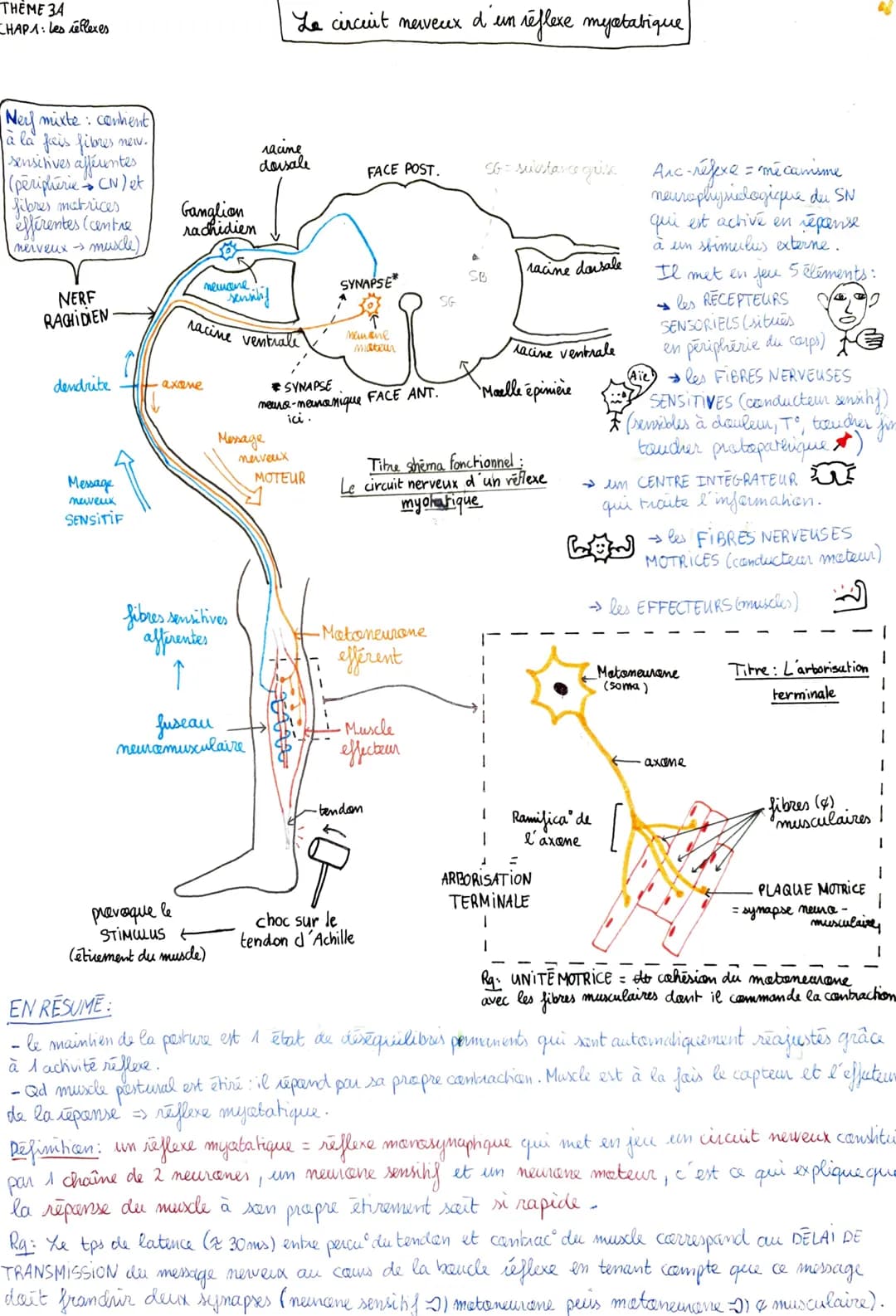 THEME 34
CHAP 1: Les réflexes
"Nerf mixte : convient
à la fois fibres new.
sensitives afférentes
(peripherie CN) et
fibres matrices
efférent