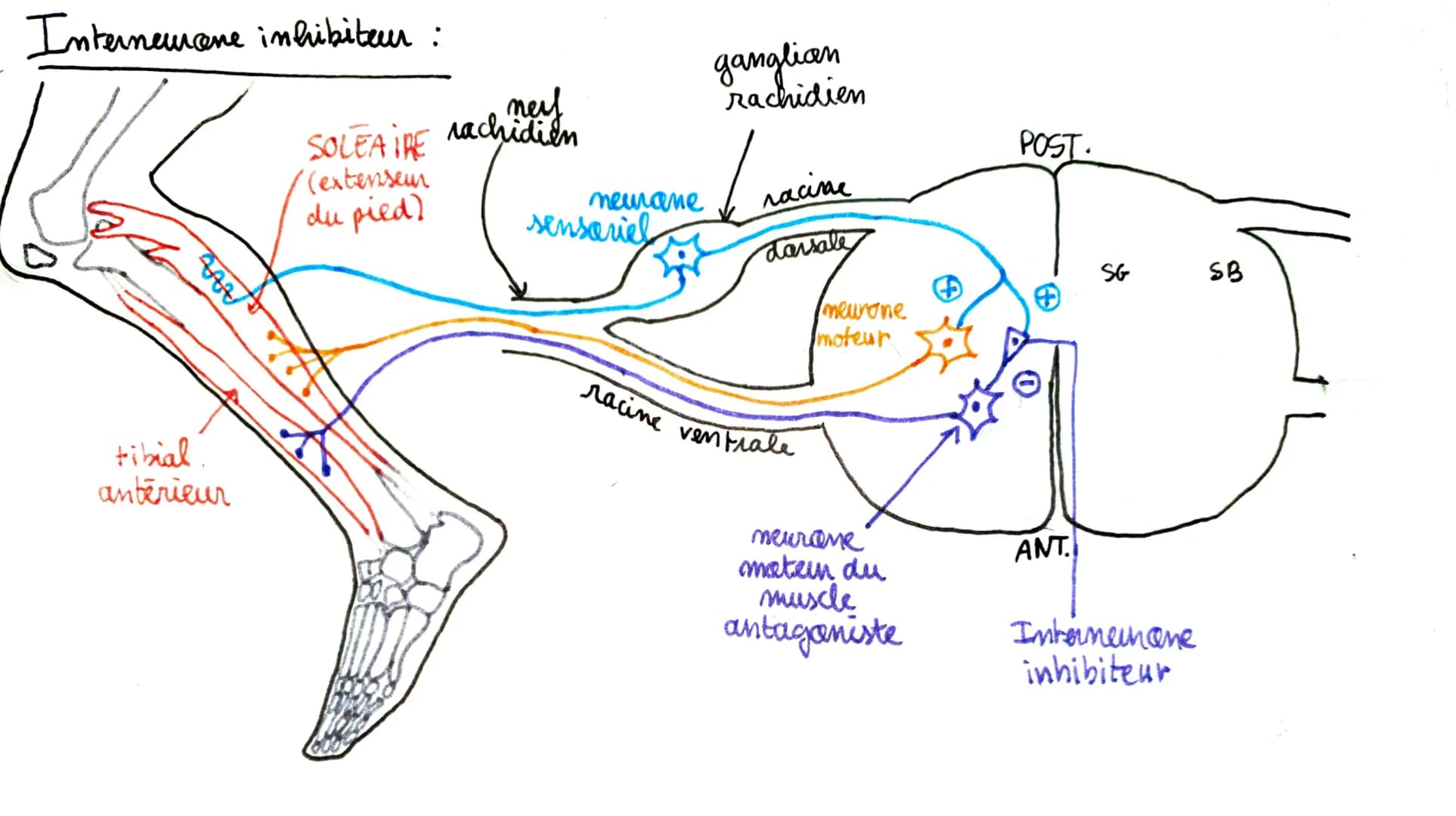 THEME 34
CHAP 1: Les réflexes
"Nerf mixte : convient
à la fois fibres new.
sensitives afférentes
(peripherie CN) et
fibres matrices
efférent