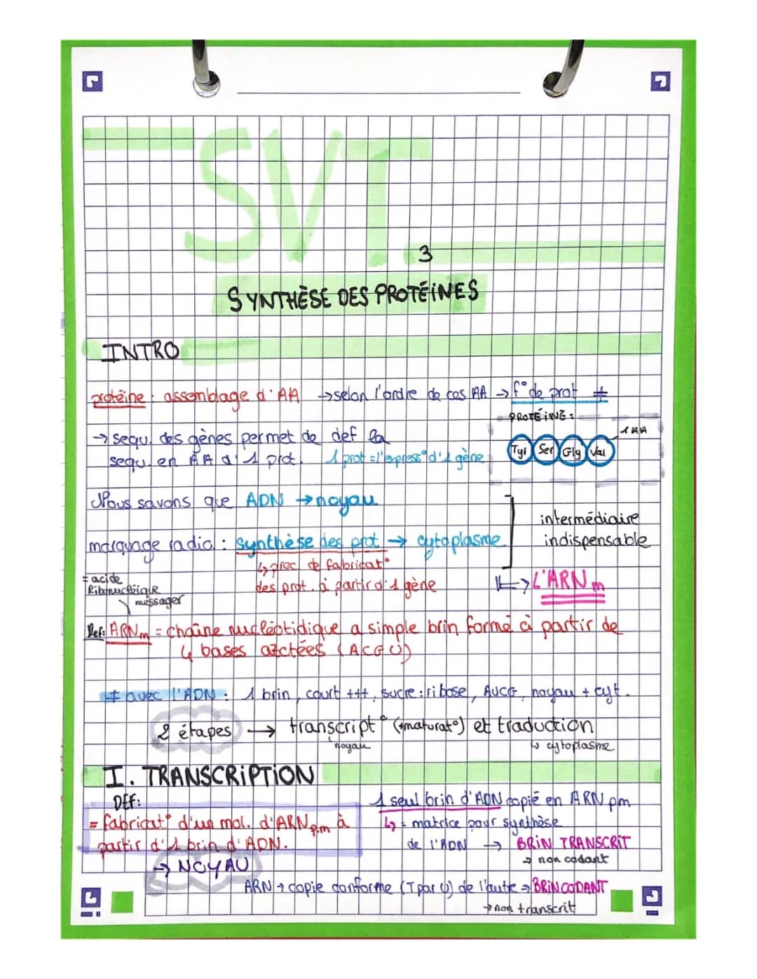 Transcription et Traduction SVT : Synthèse des Protéines Schéma Simple et PDF
